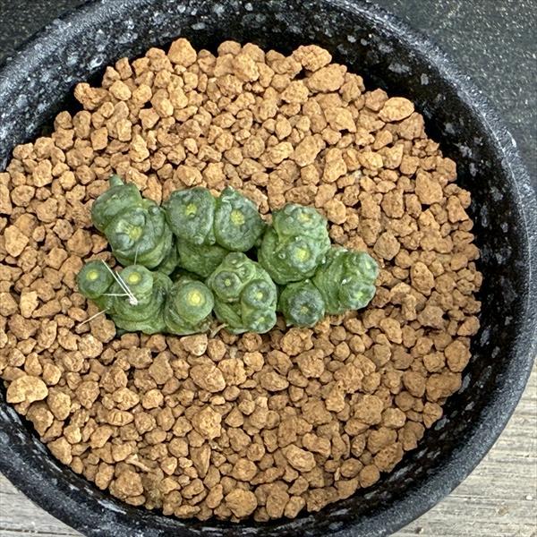 サボテン：マミラリア ボカサナ 'フレッド'*幅3.5cm : 遊恵盆栽