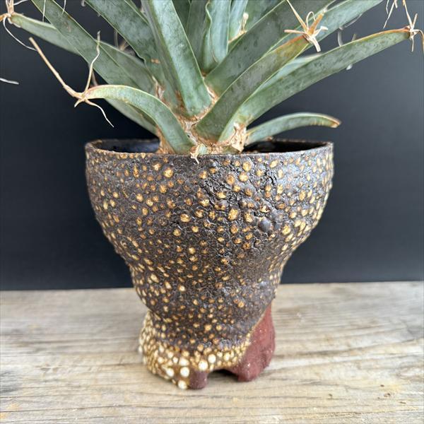 サボテン：レウクテンベルギア 晃山 実生 鉢・阪本健*幅23cm 現品