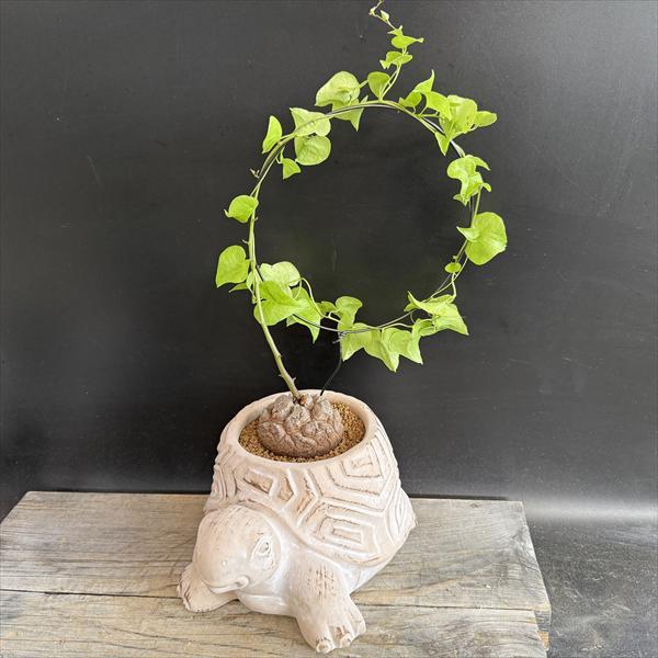 ☆特価☆コーデックス：アフリカ亀甲竜 亀鉢*塊根幅6cm 現品！一品