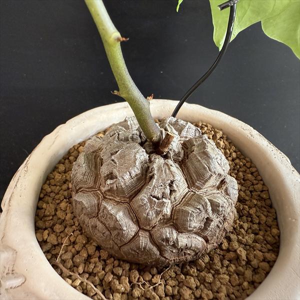 ☆特価☆コーデックス：アフリカ亀甲竜 亀鉢*塊根幅6cm 現品！一品