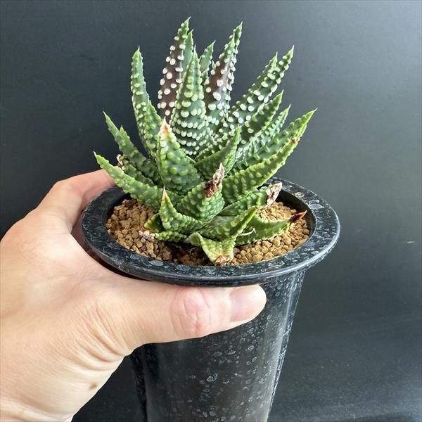 多肉植物：ハオルチア 超巨大冬の星座 オペラ座*幅10cm 現品！一品