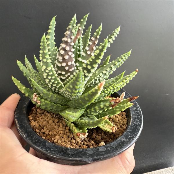 多肉植物：ハオルチア 超巨大冬の星座 オペラ座*幅10cm 現品！一品