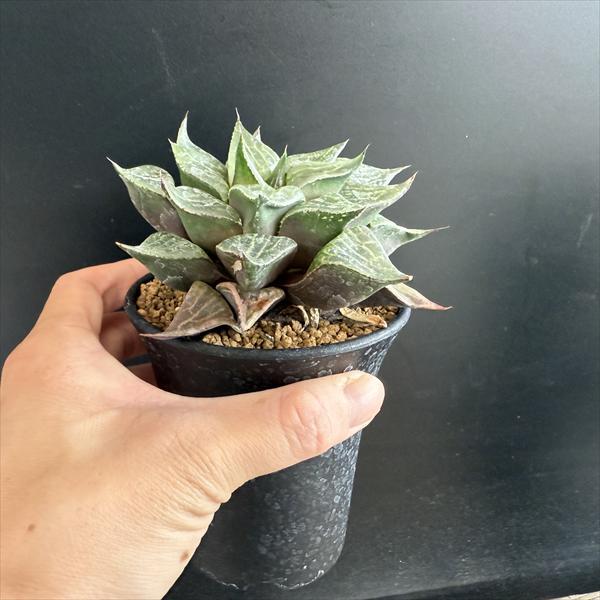 多肉植物：ハオルチア 千代姫コンプト*幅9cm 現品！一品限り : 遊恵