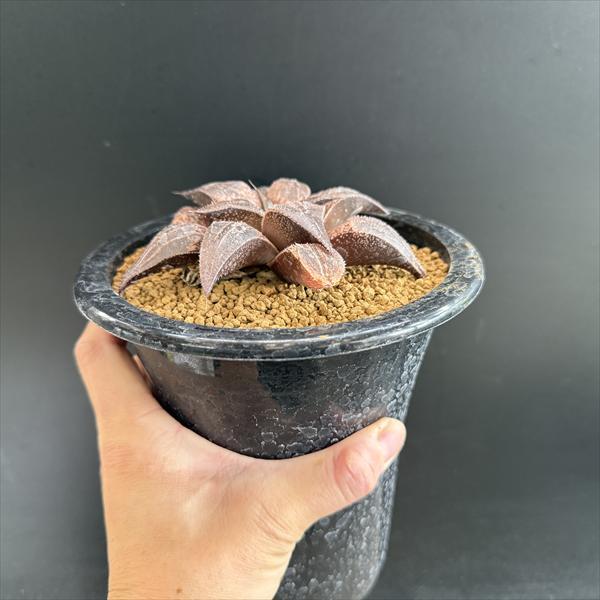 【激安】コンプト バディア 巨大株セット　極上品　高級　ハオルチア　バラ売り可 多肉植物：ハオルチア バディアhyb.*幅11.5cm 現品！一品限り : 遊恵
