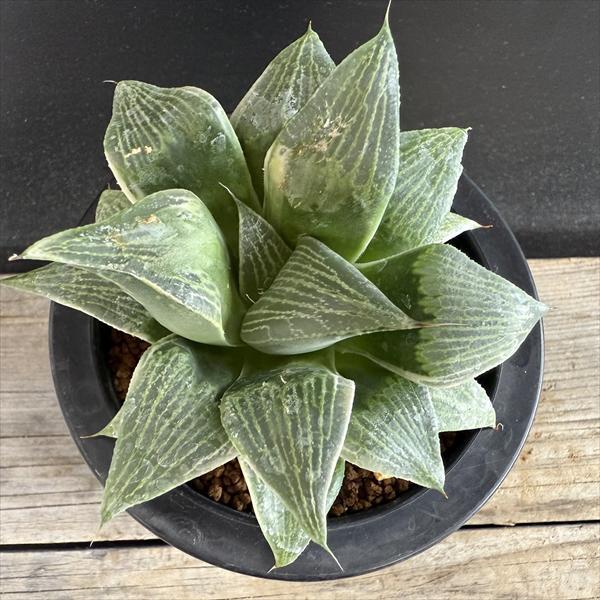 多肉植物：ハオルチア コンプトニアナ錦*幅11cm 現品！一品限り