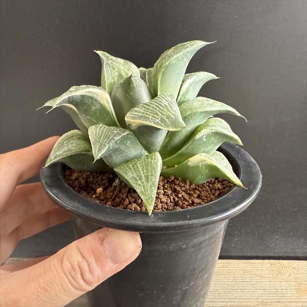 多肉植物：ハオルチア コンプトニアナ錦*幅11cm 現品！一品限り