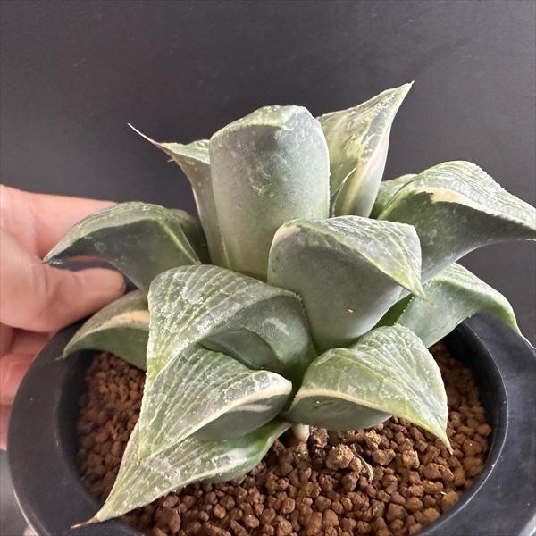 多肉植物：ハオルチア コンプトニアナ錦*幅11cm 現品！一品限り