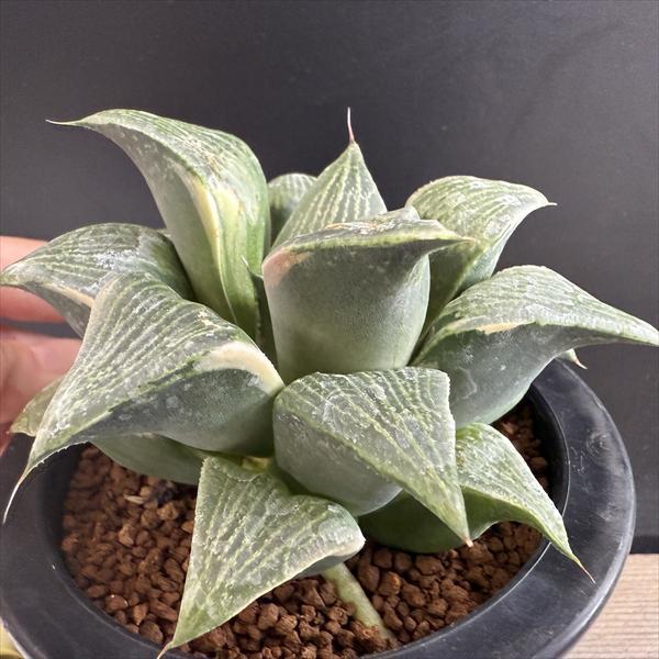 多肉植物：ハオルチア コンプトニアナ錦*幅11cm 現品！一品限り