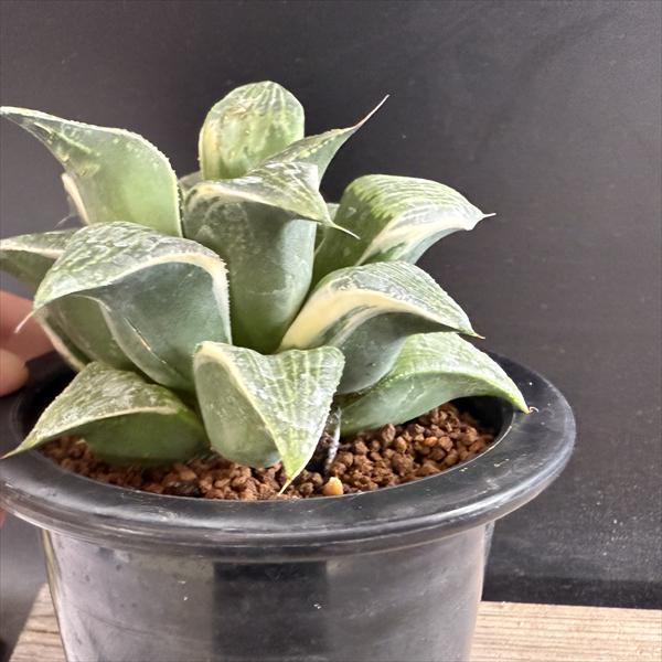 多肉植物：ハオルチア コンプトニアナ錦*幅11cm 現品！一品限り
