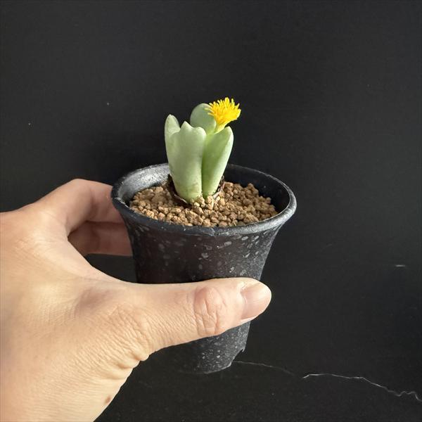 コノフィツム　１年苗　実生　写真の苗から１種につき２株ずつのぞいた全量 多肉植物：コノフィツム 小菊の舞*幅2.5cm : 遊恵盆栽 Yahoo!店