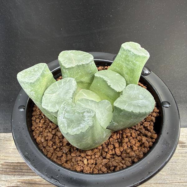 多肉植物：ハオルチア 万象 無紋レンズ窓 ムーンドロップス*幅8.5cm