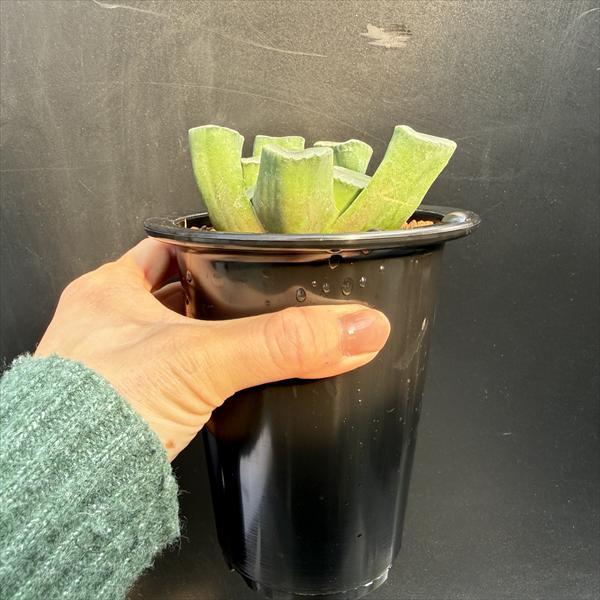 多肉植物：ハオルチア 万象 無紋レンズ窓 ムーンドロップス*幅8.5cm