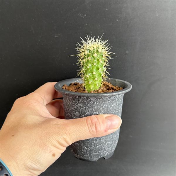 サボテン：フェロカクタス レッペンハーゲニー*幅2.5cm ☆赤松実生