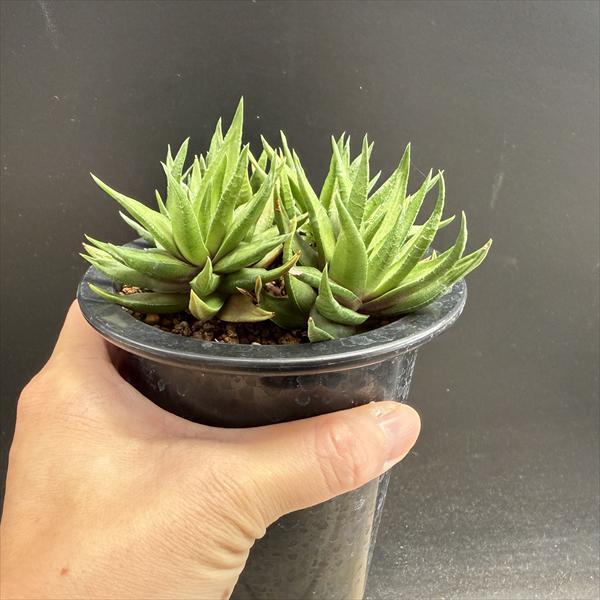 多肉植物：硬葉ハオルチアhyb.*幅12cm *現品！一品限り : 遊恵盆栽