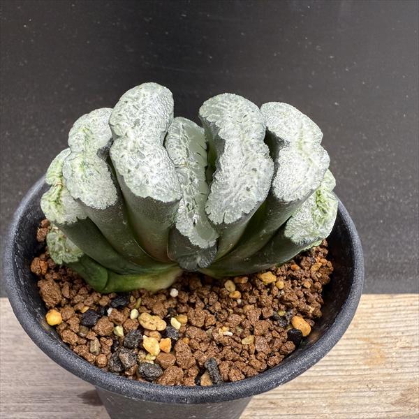 多肉植物：ハオルチア 玉扇 OT*幅7cm : 遊恵盆栽 Yahoo!店 - 通販