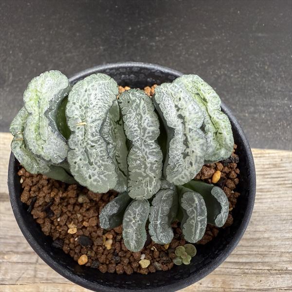 多肉植物：ハオルチア 玉扇 OT*幅7cm *現品！一品限り : 遊恵盆栽