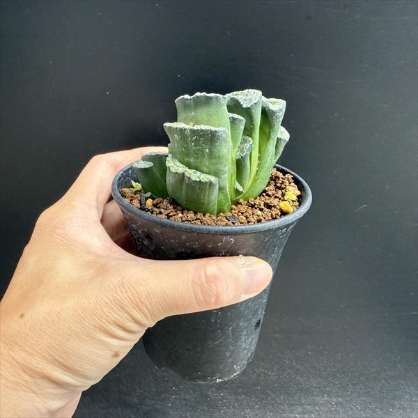 多肉植物：ハオルチア 玉扇 OT*幅7cm *現品！一品限り : 遊恵盆栽