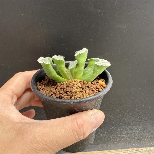 多肉植物：ハオルチア 玉扇*幅6.5cm *現品！一品限り : 遊恵盆栽