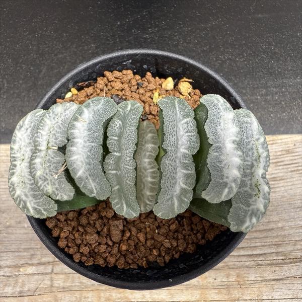 ☆特価☆多肉植物：ハオルチア 玉扇*幅9cm 現品！一品限り : 遊恵