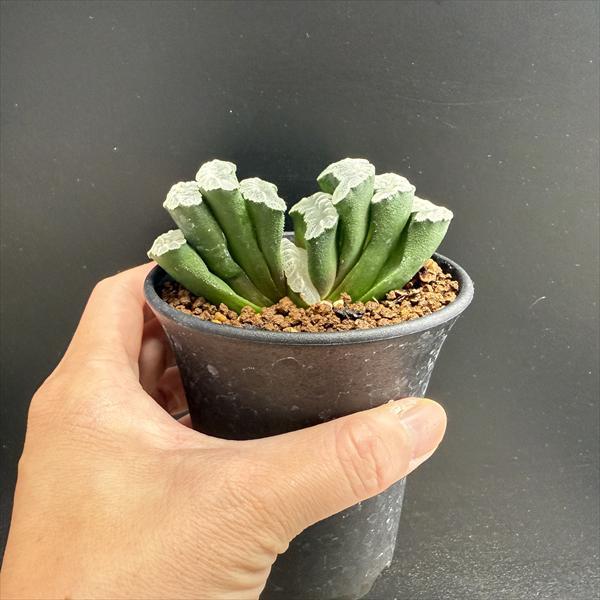 ☆特価☆多肉植物：ハオルチア 玉扇*幅9cm 現品！一品限り : 遊恵