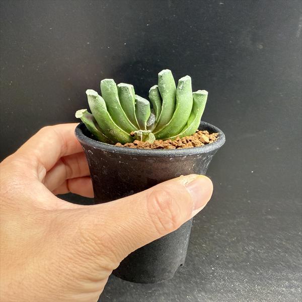 ☆特価☆多肉植物：ハオルチア 玉扇 少し斑入り*幅6.5cm 現品！一品