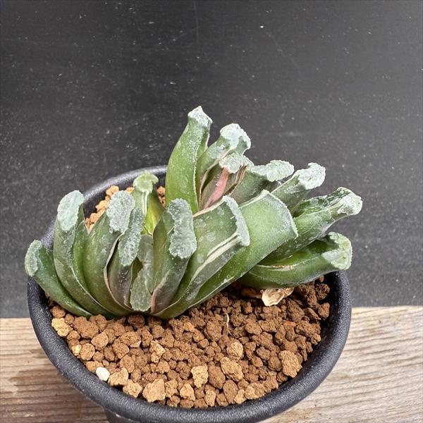 ☆特価☆多肉植物：ハオルチア 玉扇 少し斑入り*幅5cm 現品！一品