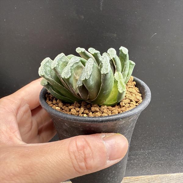 ☆特価☆多肉植物：ハオルチア 玉扇 少し斑入り*幅5cm 現品！一品