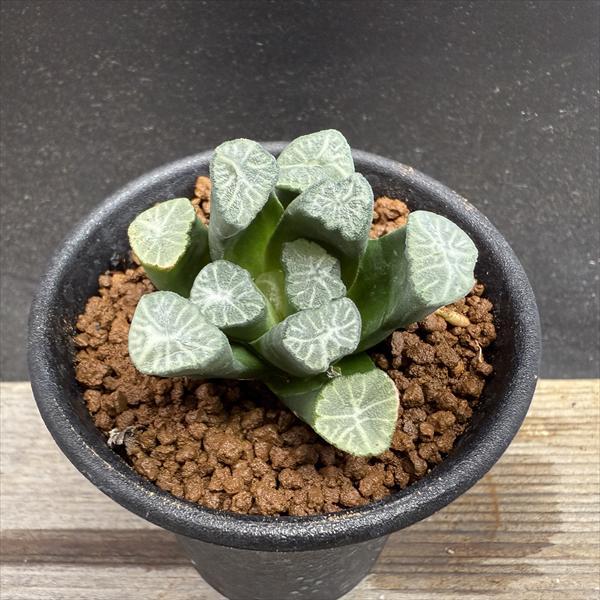☆特価☆多肉植物：ハオルチア 万象*幅4.5cm 現品！一品限り : 遊恵