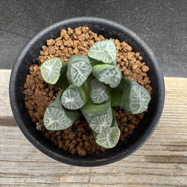 ☆特価☆多肉植物：ハオルチア 万象*幅4.5cm 現品！一品限り : 遊恵