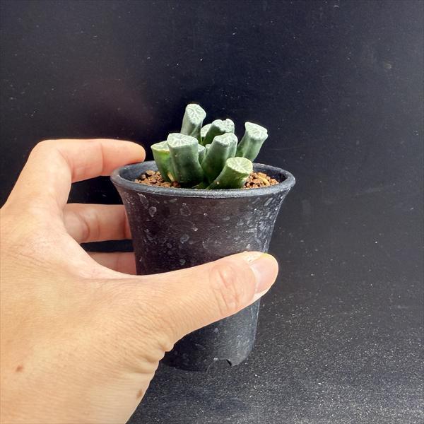 ☆特価☆多肉植物：ハオルチア 万象*幅4.5cm 現品！一品限り : 遊恵