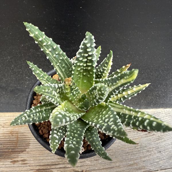 ☆特価☆多肉植物：ハオルチア パピローサhyb.錦*幅8cm 現品！一品