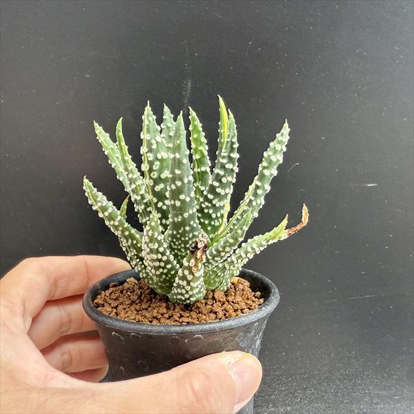 フェロカクタス ポトシー錦◇ドライガーデン斑入りアガベ 多肉