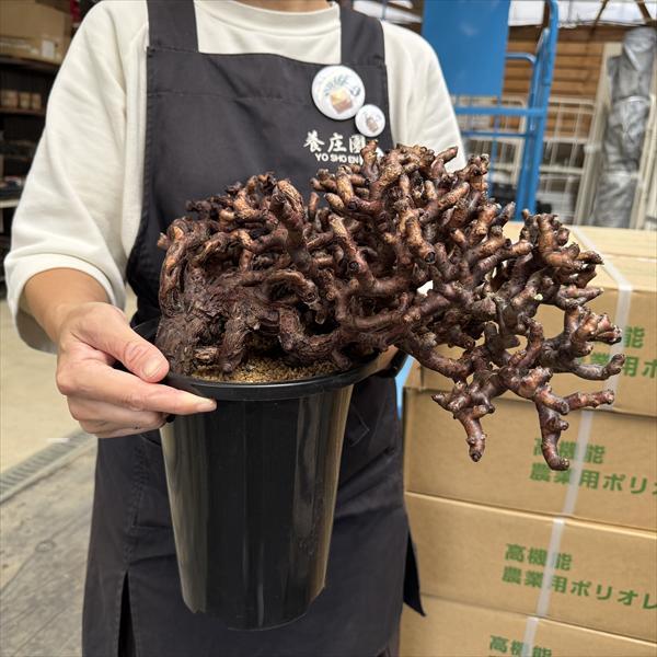 ☆特価☆コーデックス：ペラルゴニウム ミラビレ 発根済*幅38cm 現品