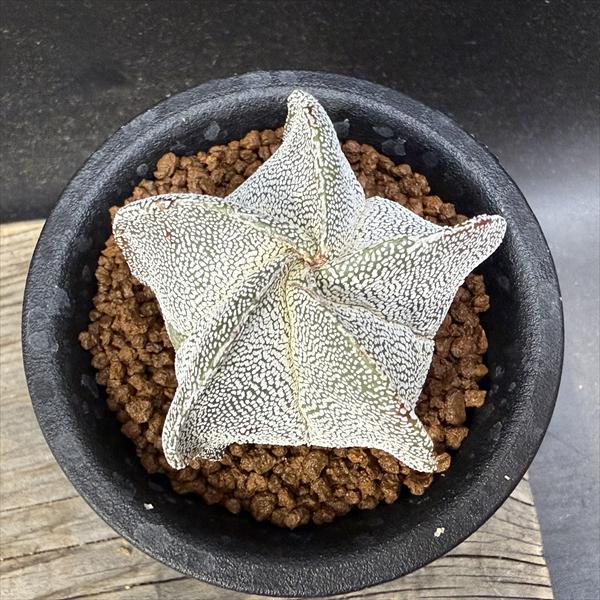 三角ランポー玉モンストローサ ランポー玉 モンストローサ 三角