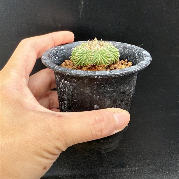 花籠　自根 サボテン：アズテキウム 花籠（はなかご）自根*幅3.7cm 現品 一品