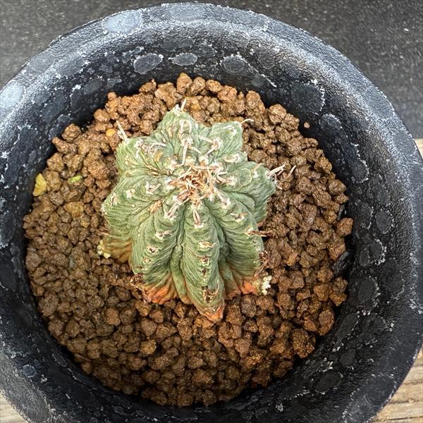 アズテキウム 花籠 自根 サボテン：アズテキウム 花籠（はなかご）自根*幅3cm 現品 一品限り