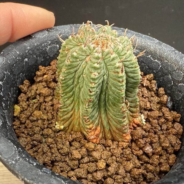サボテン：アズテキウム 花籠（はなかご）自根*幅3cm 現品 一品限り