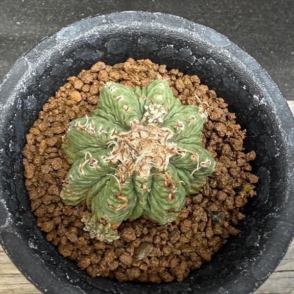 サボテン：アズテキウム 花籠（はなかご）自根*幅3.8cm 現品 一品