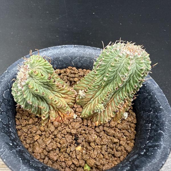 サボテン：アズテキウム 花籠（はなかご）ダブルヘッド 自根*幅7.5cm