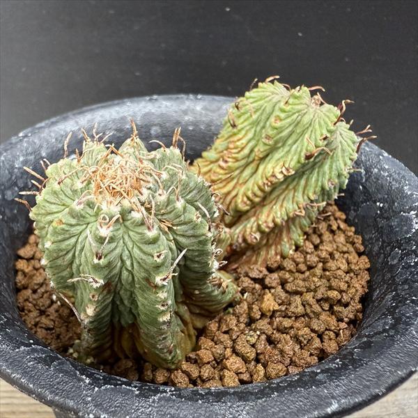 アズテキウム【花籠】サボテン实生 アズテキウム 花籠 実生 Aztekium ritteri seedling 綺麗な群生