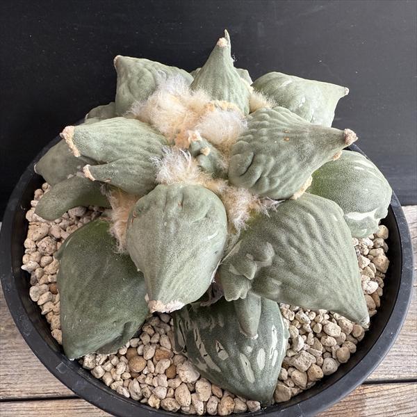 サボテン：アリオカルプス カリフラワー花牡丹*幅16cm 現品！一品