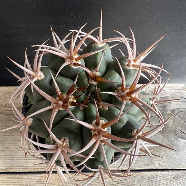 サボテン：ギムノカリキウム フェロシオール*幅9cm 現品！一品限り