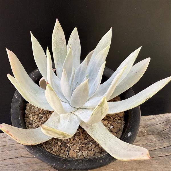 多肉植物：ダドレア 仙女盃*幅14cm *現品！一品限り : 遊恵盆栽