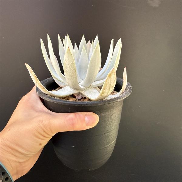 多肉植物：ダドレア 仙女盃*幅14cm *現品！一品限り : 遊恵盆栽