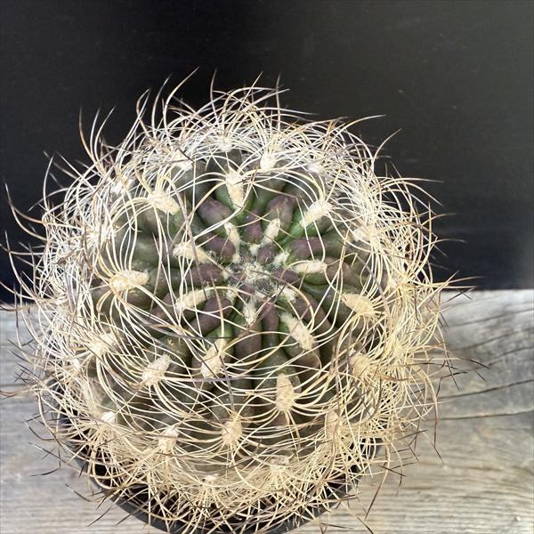 サボテン：ネオポルテリア 銀翁玉 実生*幅8cm 現品！一品限り : 遊恵