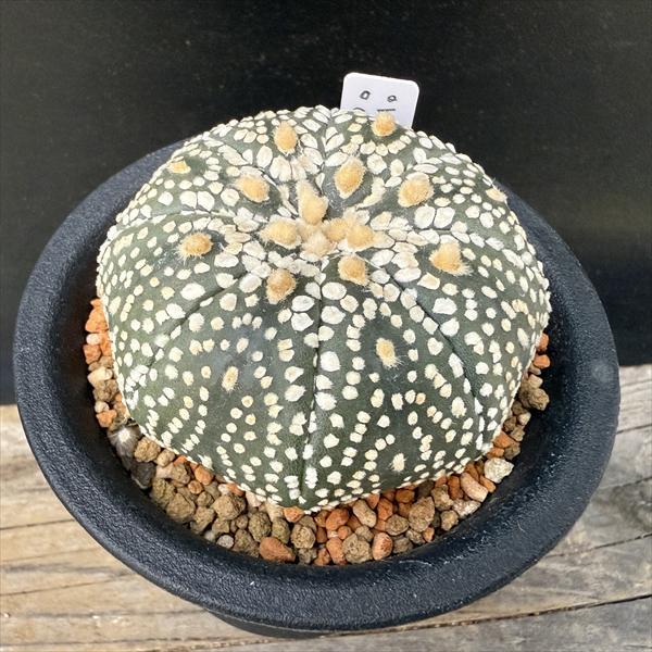 サボテン：アストロフィツム 兜丸 大西氏ミラクル兜交配実生*幅5.5cm