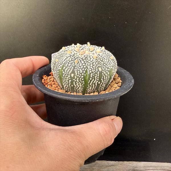 サボテン：アストロフィツム 兜丸 大西氏ミラクル兜交配実生*幅5cm