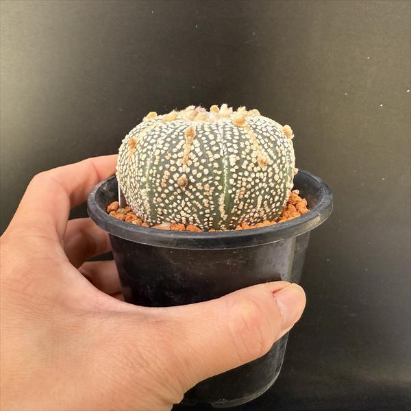 サボテン：アストロフィツム 兜丸 大西氏ミラクル兜交配実生*幅6.5cm