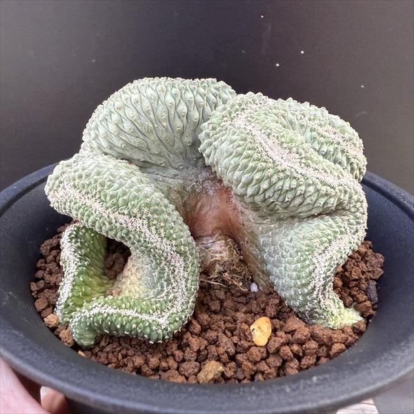 サボテン：ストロンボカクタス 菊水 綴化 自根*幅9cm 現品！一品限り