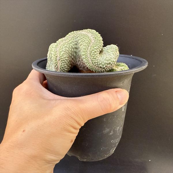 サボテン：ストロンボカクタス 菊水 綴化 自根*幅9cm 現品！一品限り